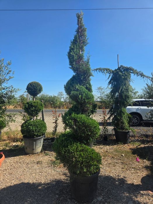 Tuia leylandy .pon pon.mesteacan