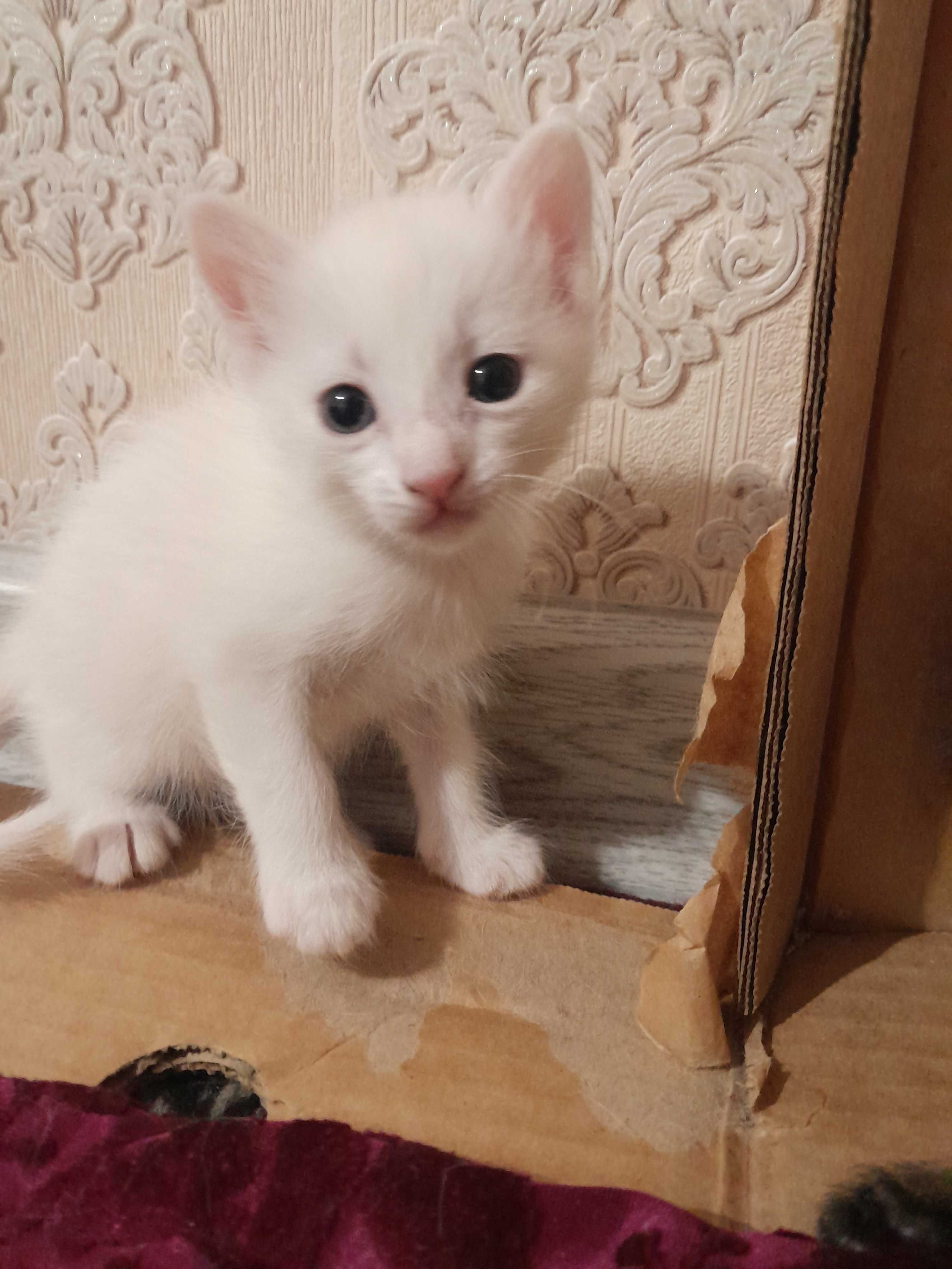 Котенок белый мальчик, порода турецкая ангора