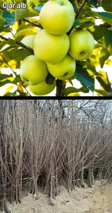 Meri-pomi fructiferi