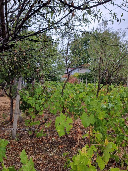 Vand casă batraneasca cu teren