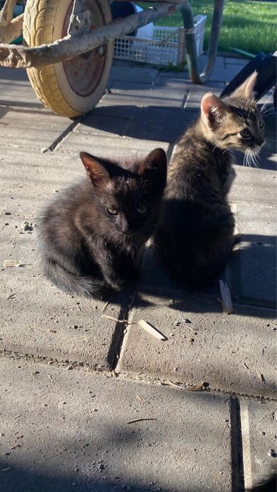 Se Doneaza 5 Pisicuti cu Varsta de 2 Luni