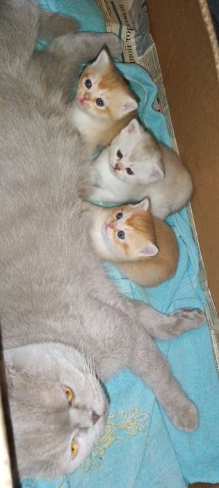 Шотландские котята с окрасом золотая шиншилла