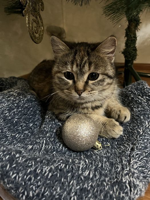 Отдам кота ласковый умный