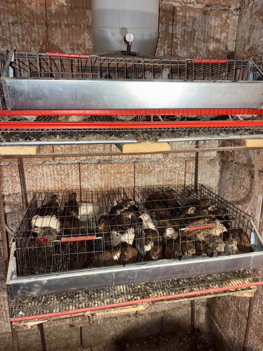 Prepelițe ouătoare de vânzare