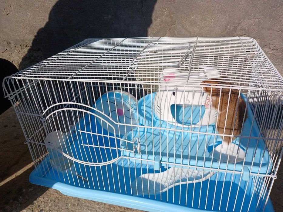 Xomyak 2 ta, qafasi bilan