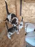 Pui de pisica spre adoptie