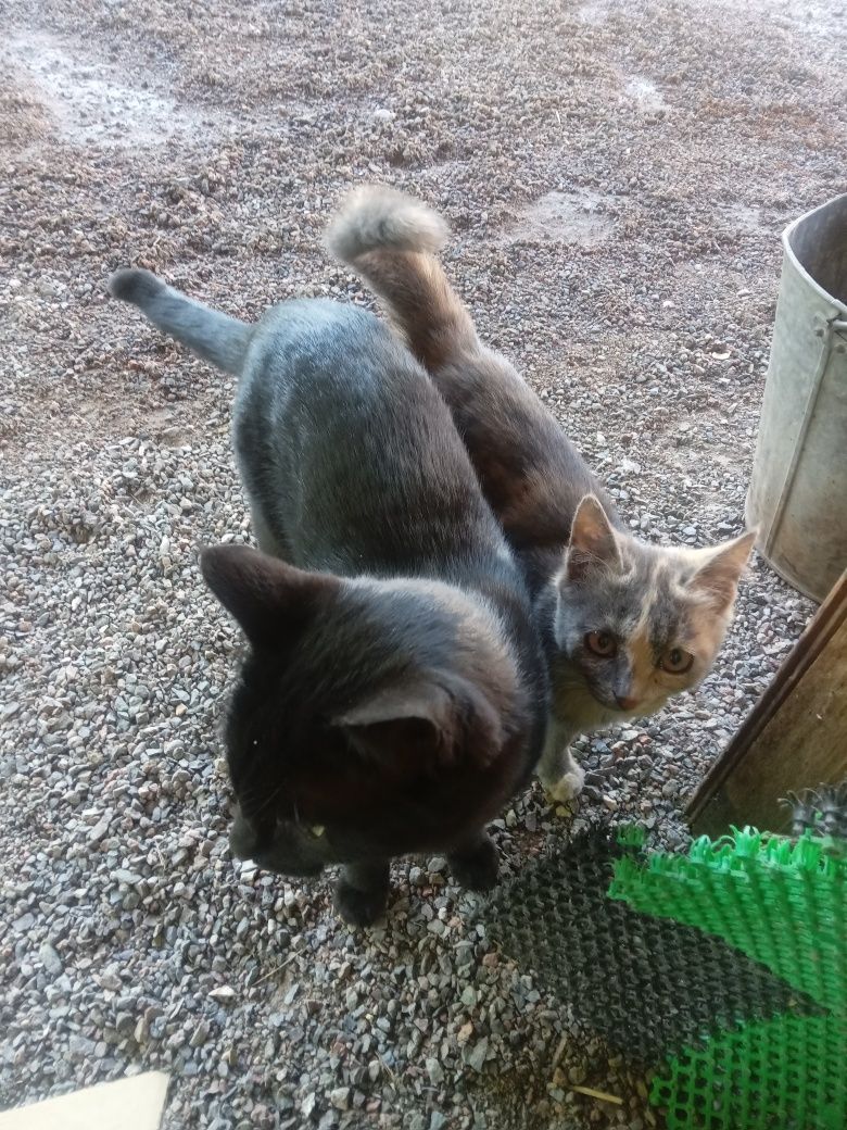 Отдам кота и котенка