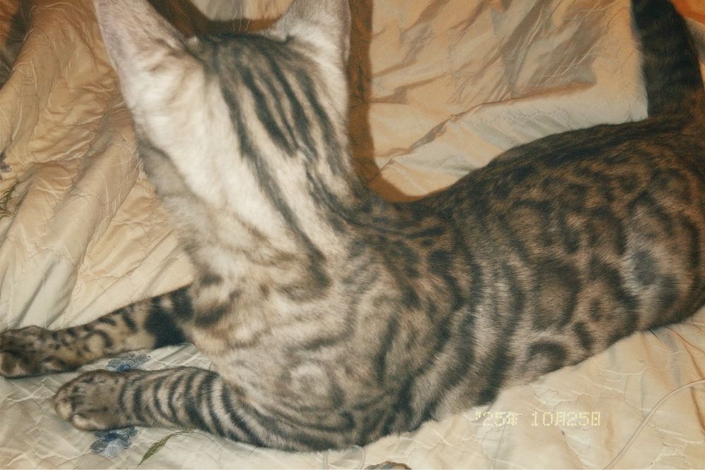 Серебро бенгальский кот