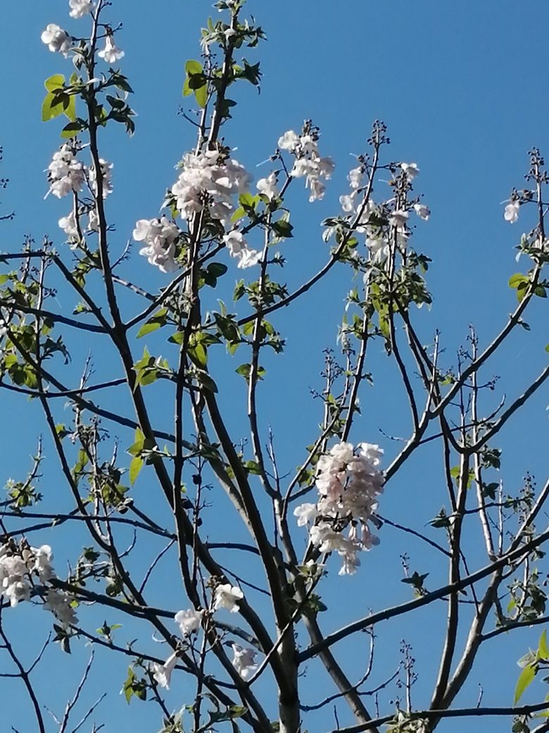 Butasi Paulownia, butasi kiwi, smochin, rodieri