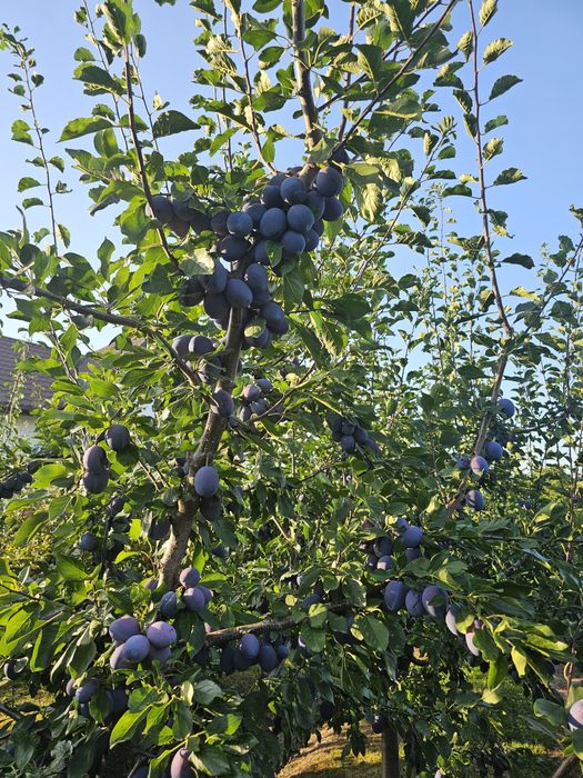 Vand prune dulci