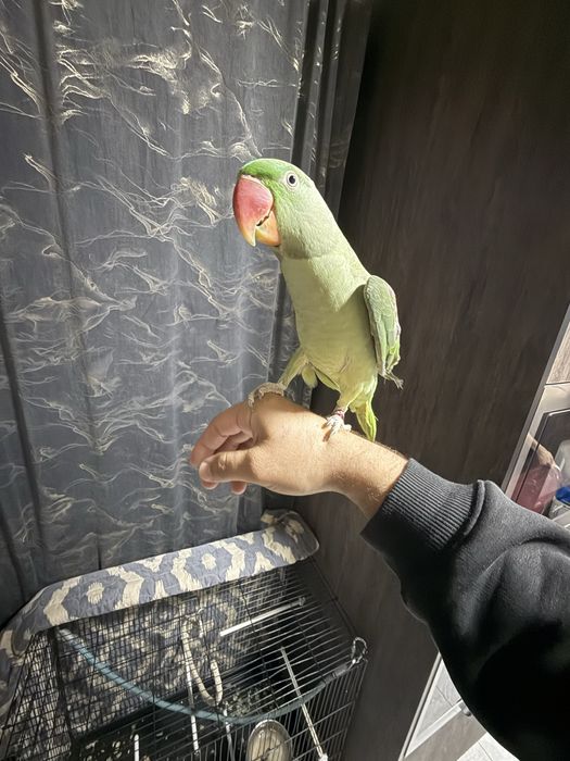 Продам попугая александровского