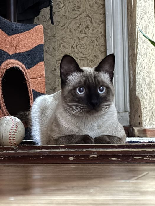 Siyam mushuk o’g’il bola