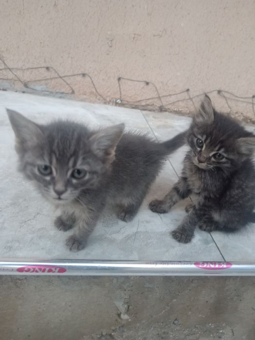 Mushuk bolasi yaxshi qullarga beraman 1 tasi qoldi