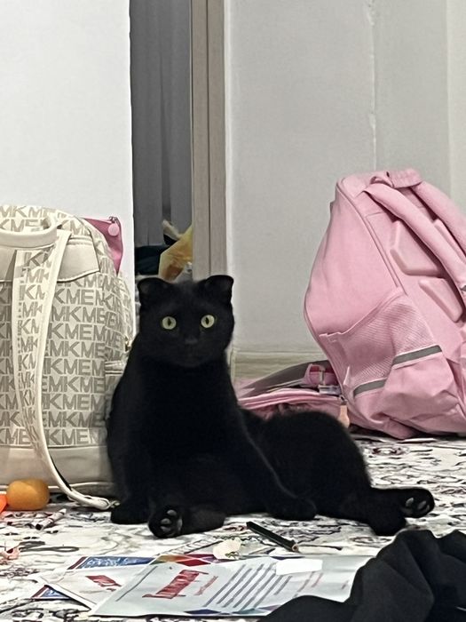 Кот 10 месяц мальчик,умный,пародистый