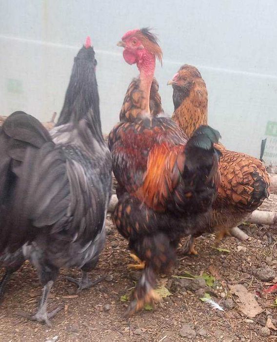 Cocosi de fite - pentru cunoscatori - australorp si alte rase