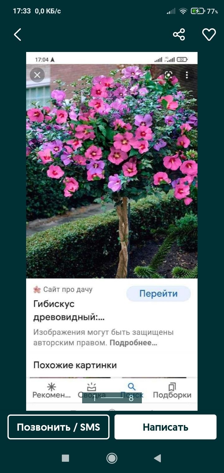 Гибийскус  С ирийская роза.Ин сиреньШтамп роза