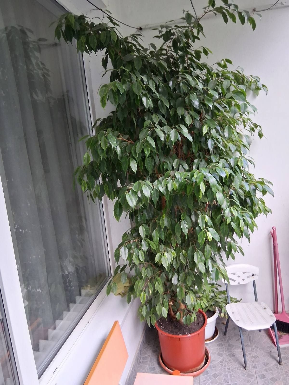 Жив фикус Бенджамин