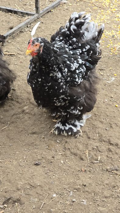 Pasari de rasa tineret și adulte