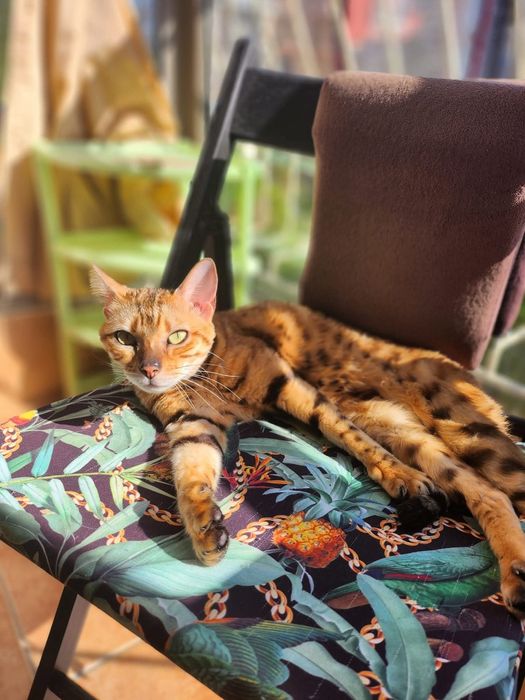 Бенгалски котки метиси