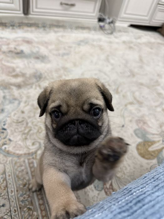 Продаются щенки мопса