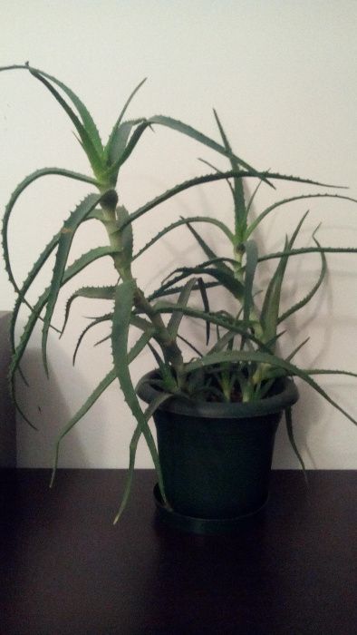 Plante inradacinate Aloe Arborescens (varietate superioara de Aloe)