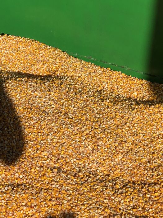 Porumb recent recoltat