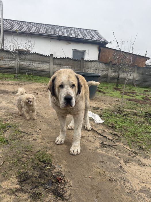 Ciobanesc de asia centrala