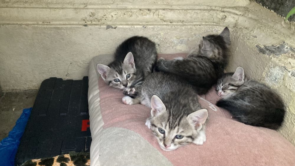 Adopție pisici mici