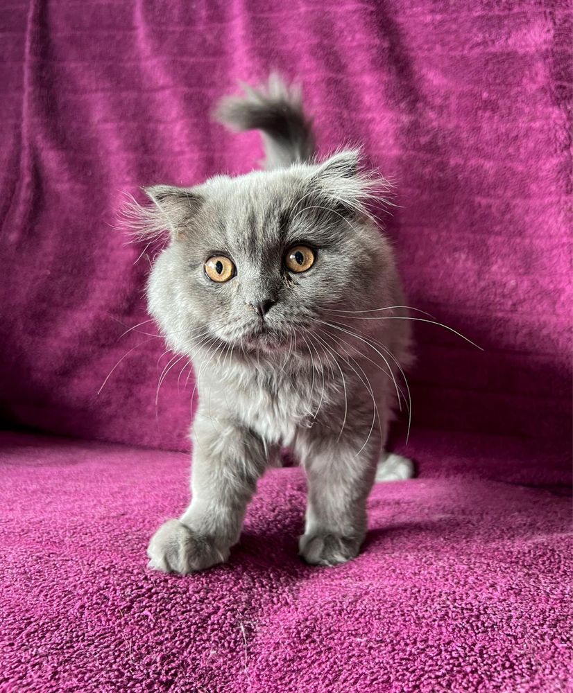 Pisoi Scotish Longhair