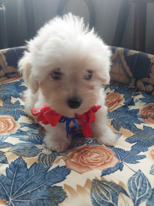 Bichon havanez(părinti cu pedigree)
