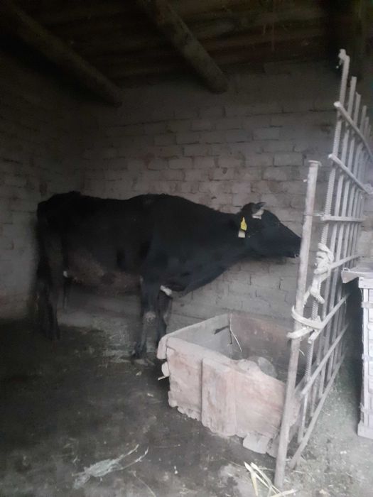 Bug'oz mol  Surxondaryo. 13mln kelishamiz