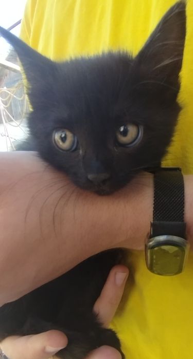 Котята в самые добрые руки.