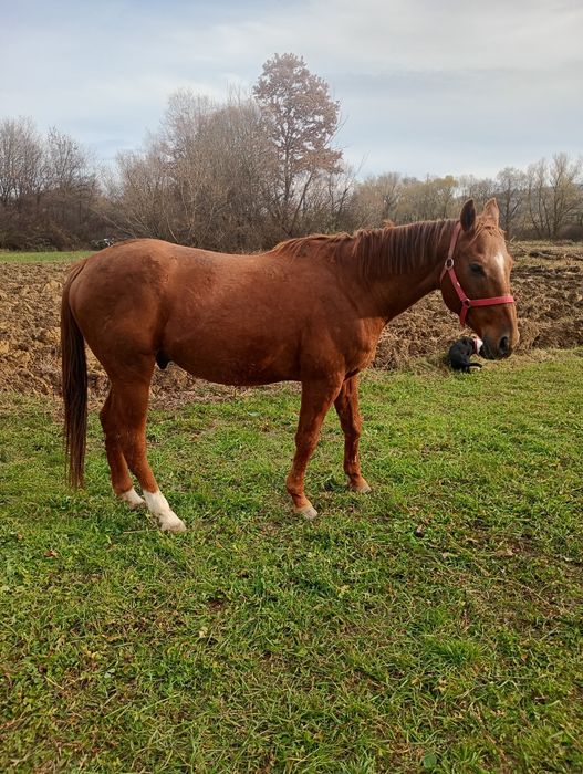 Vând cal castrat 8 ani foarte blând