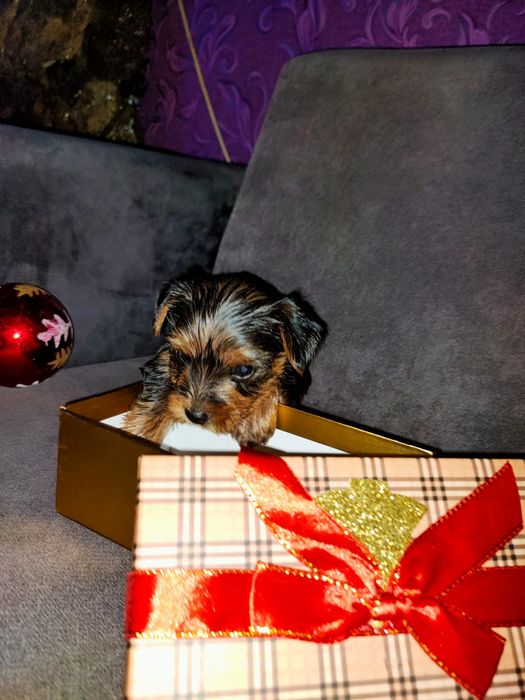 Йоркширский терьер