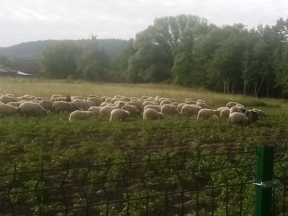 Vind oi de ținut sau schimb cu vacă de ținut