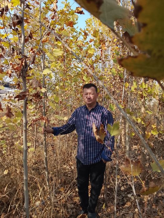 Har xil turdagi ko‘chatlar