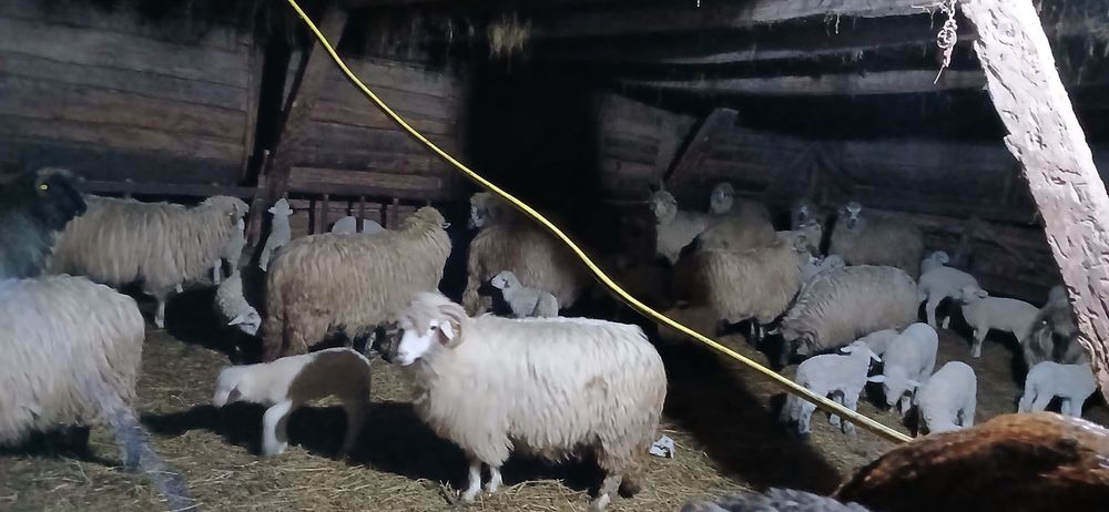 Vând 50 de oi cu miei