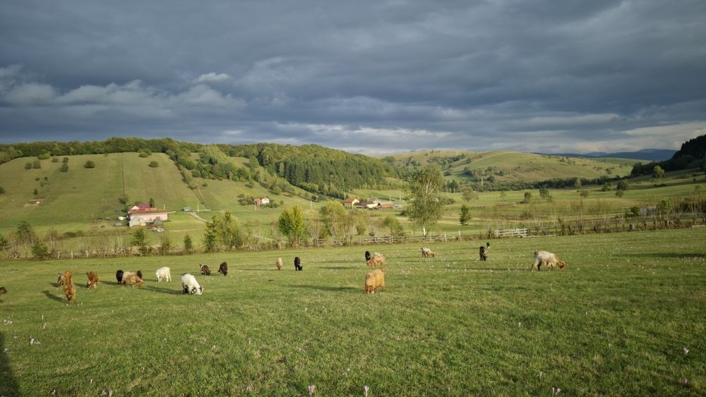 Capre de vânzare