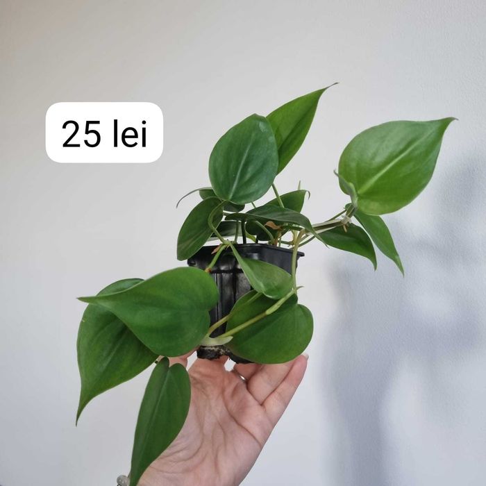 Plante interior, inradacinate Monstera, Pilea, Philodendron & altele