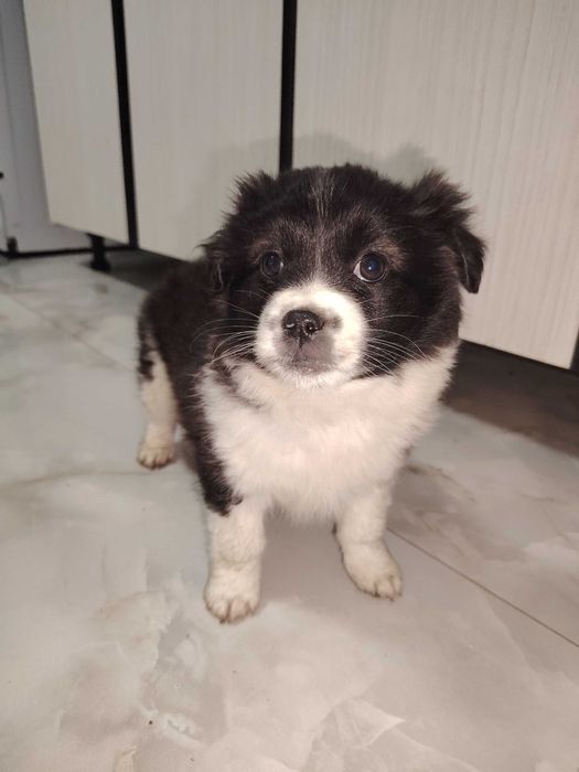 Donez pui de cățel!!!