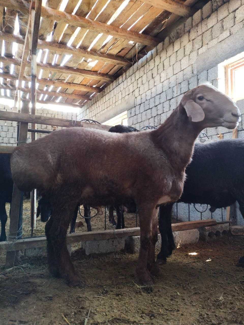Qurbonlikka qoʻchqorlar