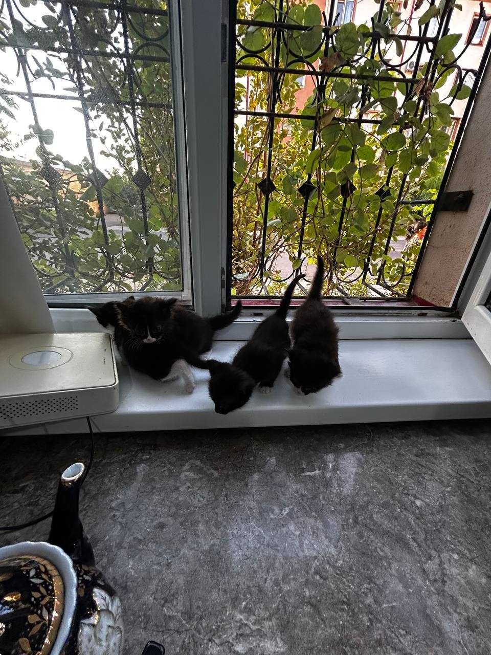 Mehribon qo‘llarga mushukchalar, Отдам в добрые руки котят