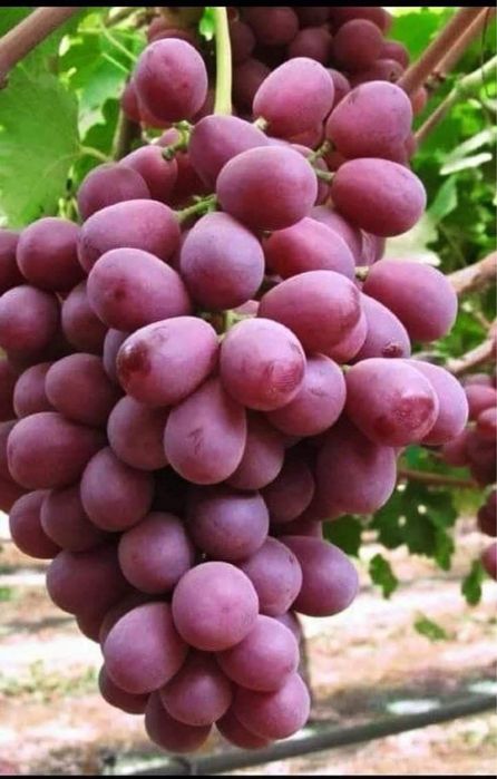 Vita de vie altoita direct din pepiniera propie