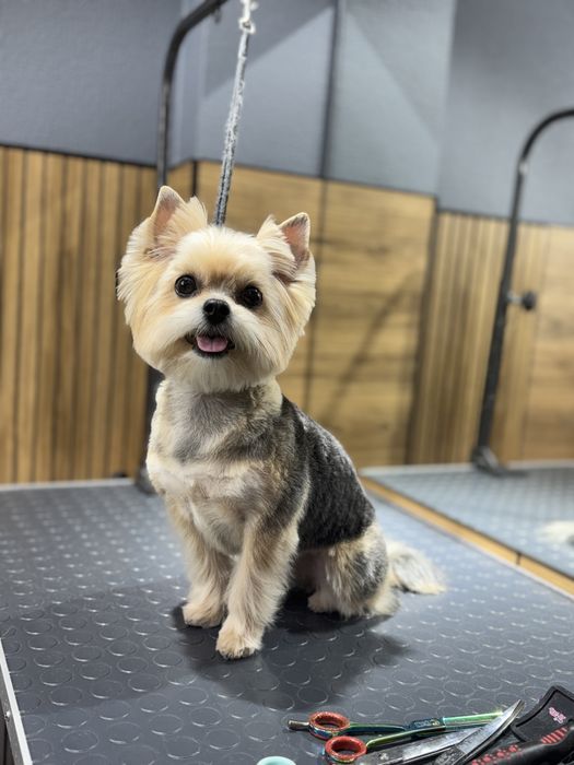 Груминг салон для собак и кошек