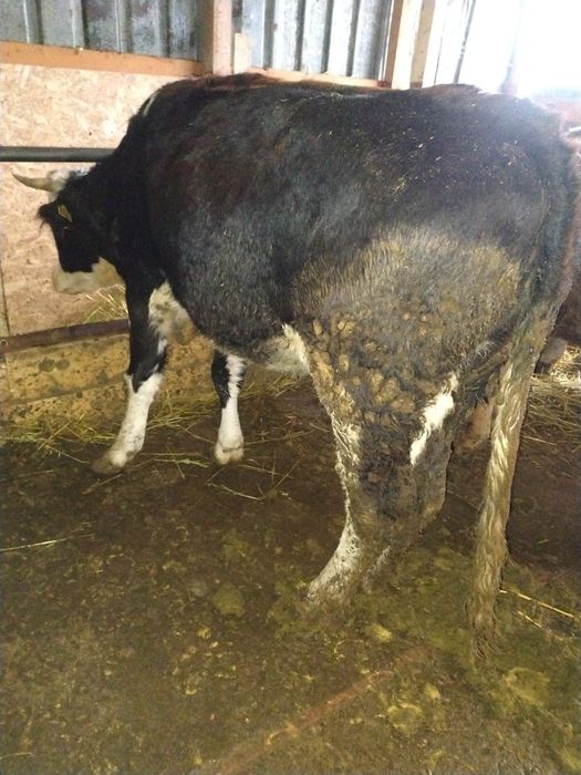 De vânzare 3 vaci gestante preț 55 de milioane bucata fixx