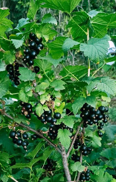 Продам саженцы чёрной смородины.