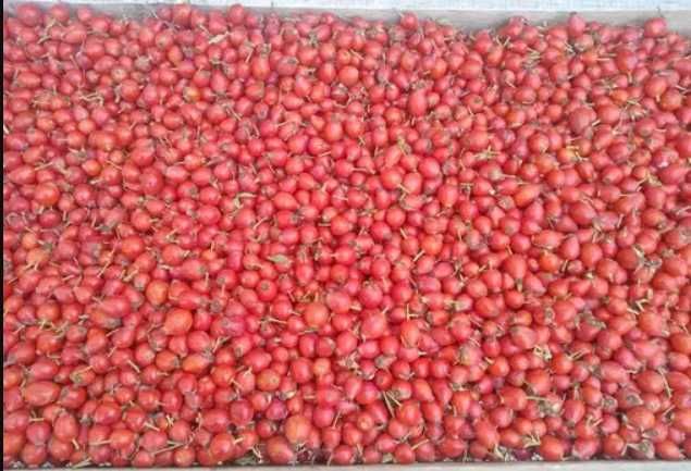 Продам горный шиповник