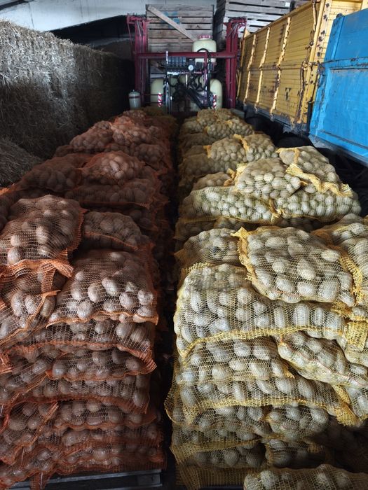 Cartofi consum alb Ultra ín saci de 10 kg calibru 45