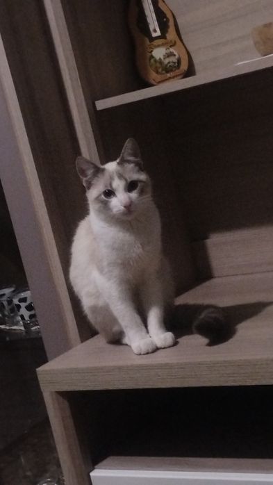 pui pisoi 8 luni caută o noua casa