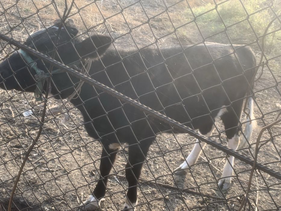 Кашар продается сатылады